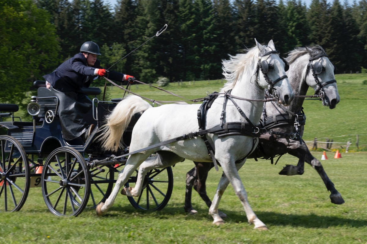 Ecurie des plaines Bertrix. Concours 2023