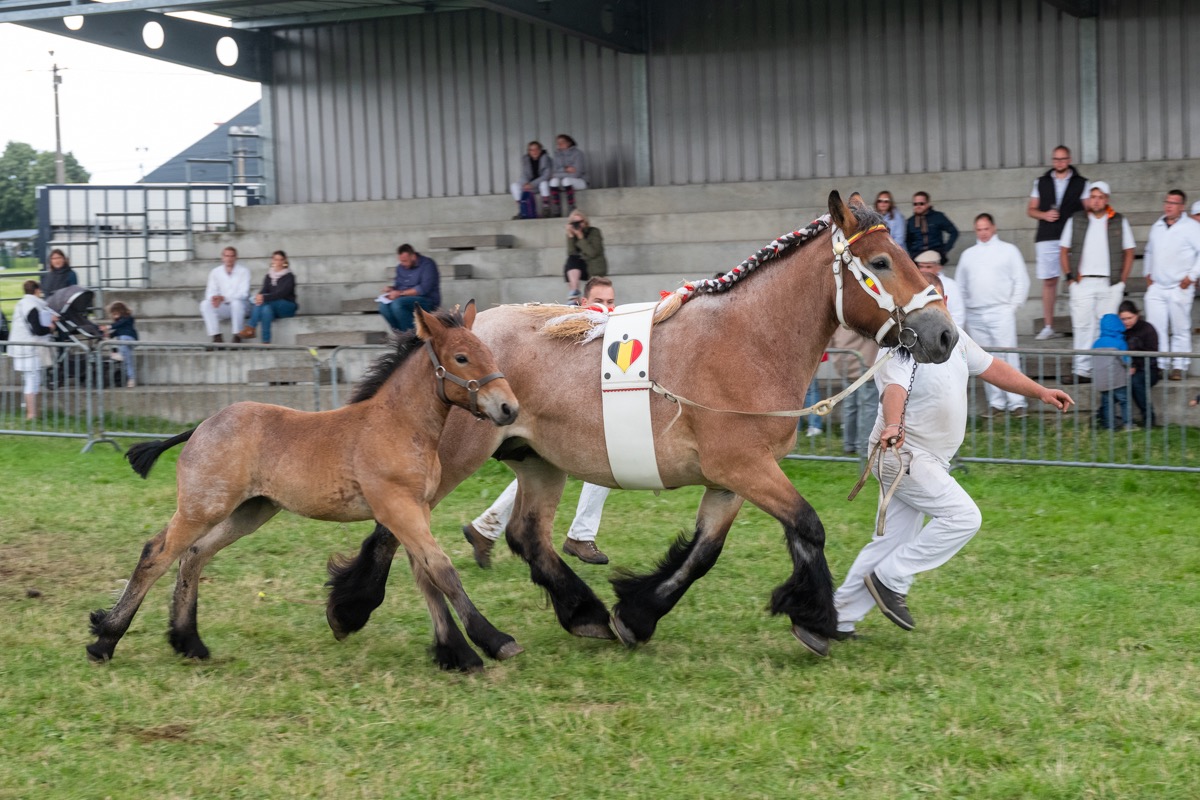 Photos du 86 éme Concours du Cheval de Trait Ardennais Libramont